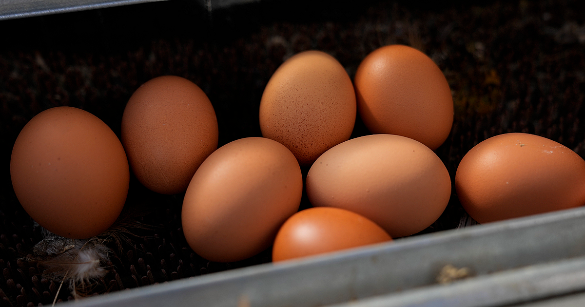 USDA нь түр зуурын авиан ханиадны вакциныг түр зуурын вакцин хийхийг зөвшөөрдөг