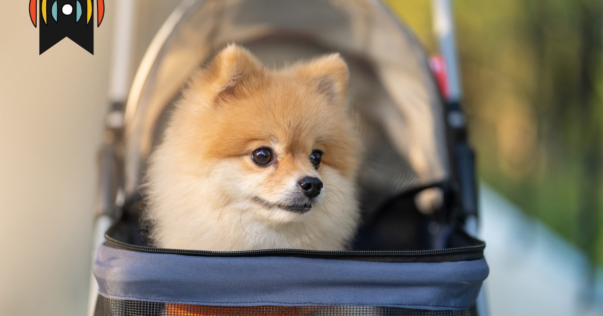 Гэрийн тэжээвэр амьтдын тэргүүлэх чиглэл