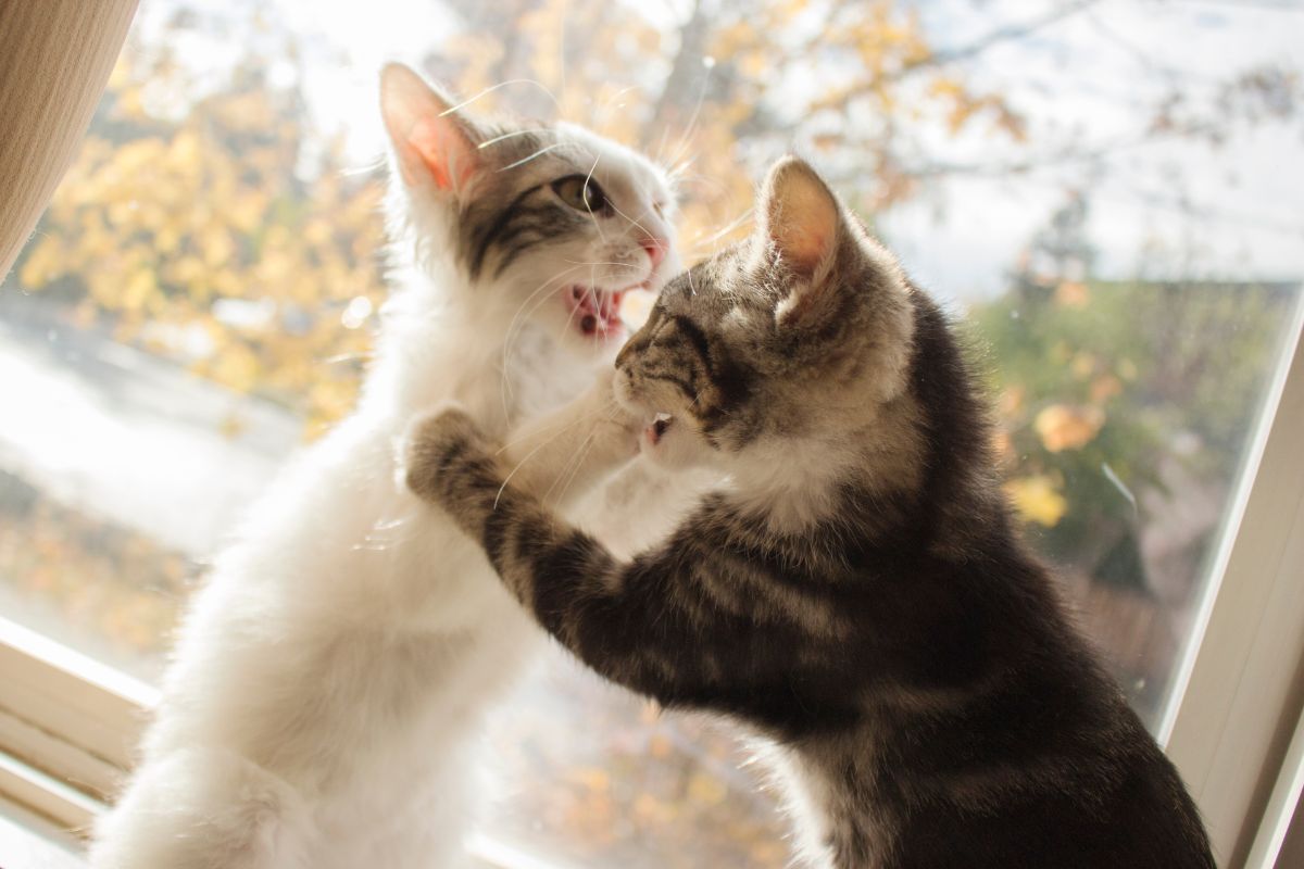 Хоёр зулзага муур үрчилж авах 5 шалтгаан