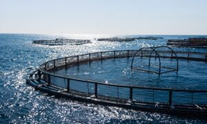 Foqum Aquanaria-ийн шийдвэр гаргалтыг оновчтой болгох дижитал ихэрийг хөгжүүлж байна