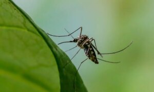 Малярийн өвчнийг зогсоох: судлаачид шумуулуудын аюулыг арилгахад хэрхэн ажиллаж байна