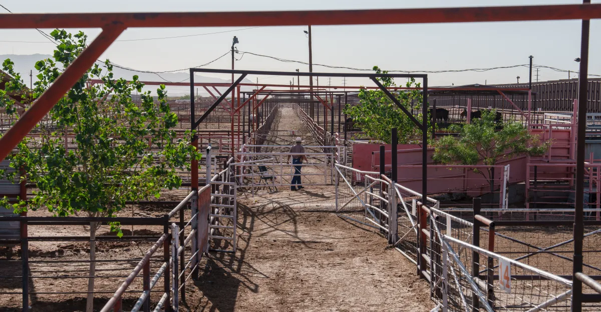 Flesh-eating parasite New World screwworm found in Texas calf