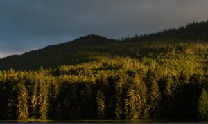 Трамп засгийн газар улсын ойд замгүй журамыг дуусгах алхам хийж байна: Юу мэдэх хэрэгтэй