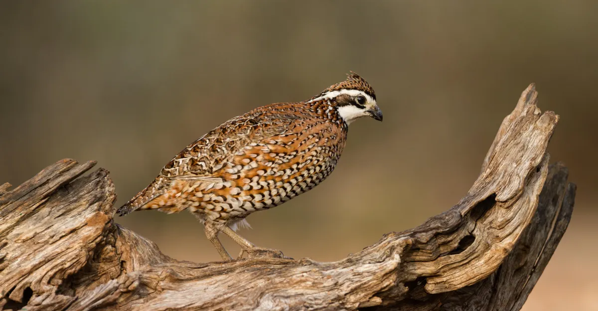 Wild animals can’t vote. Here’s where they’re on the ballot anyway.